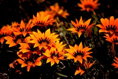Gazania heterochaeta