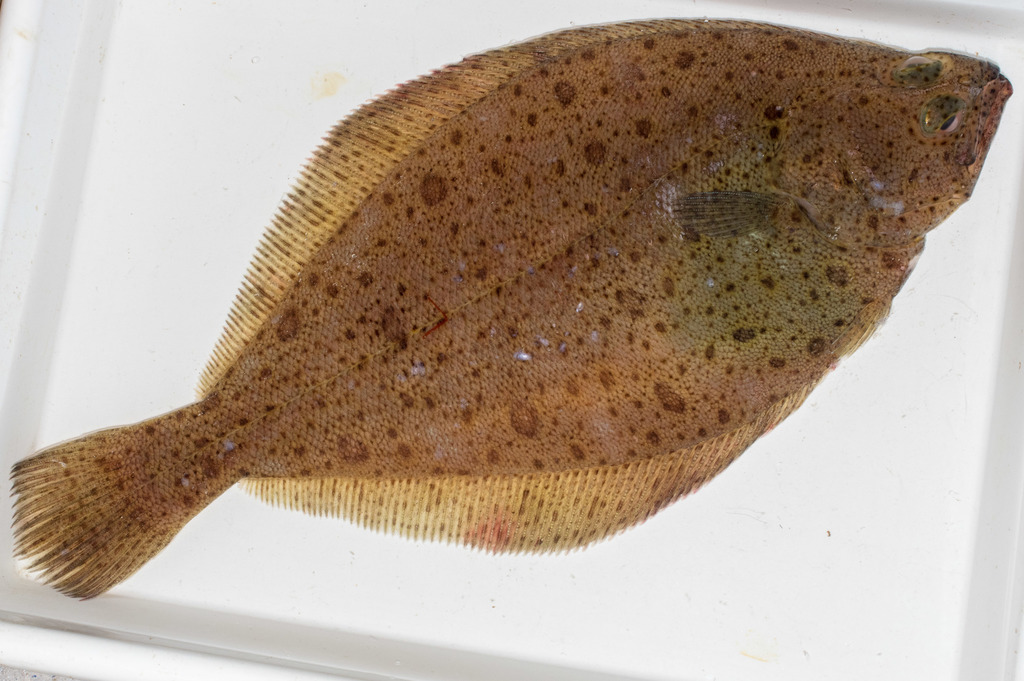 American Plaice