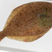 American Plaice - Photo (c) Claude Nozères, some rights reserved (CC BY-NC), uploaded by Claude Nozères