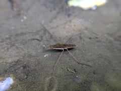 Gerris gracilicornis
