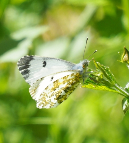 orange-tip