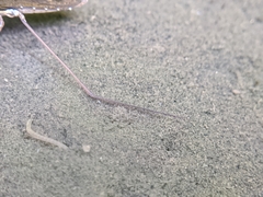 Gerris gracilicornis