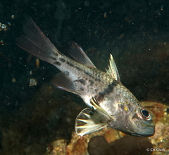 Sphaeramia orbicularis