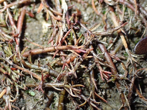 Myriophyllum pedunculatum observed 2026-05-24