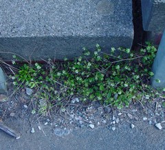 Cochlearia danica