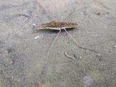Gerris gracilicornis