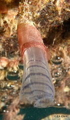 Rhopalaea circula