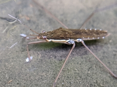 Gerris gracilicornis