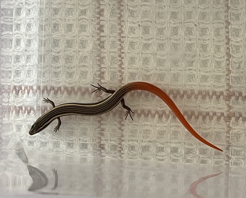 Common Dotted Garden Skink