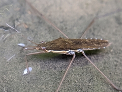 Gerris gracilicornis