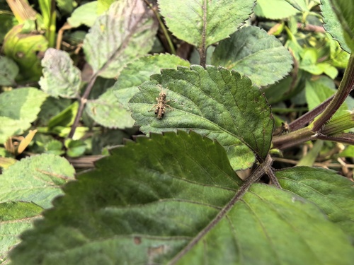 Carinate Locust