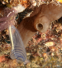 Rhopalaea circula