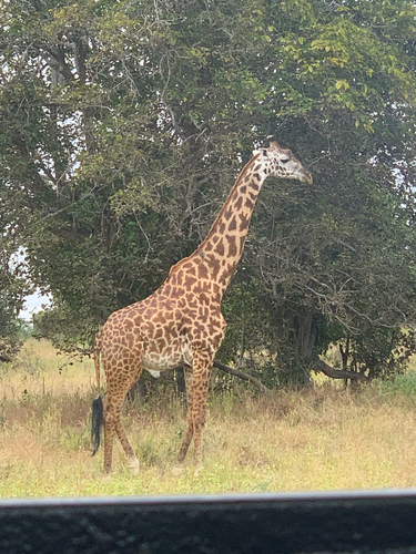 Maasai Giraffe