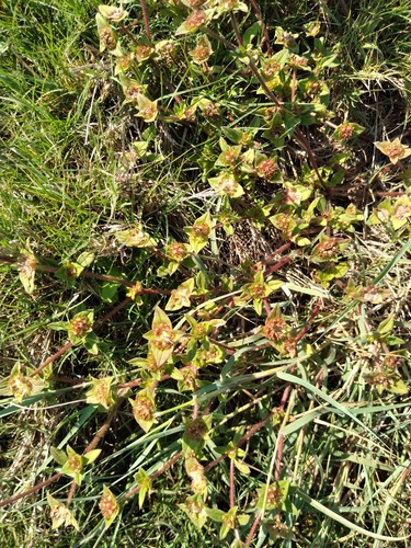 Tropical Mexican Clover
