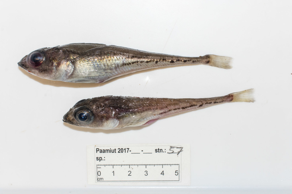 Bigeye Sculpin