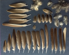 Anthus trivialis