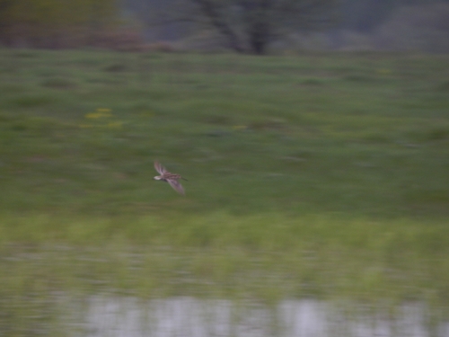iNaturalist image