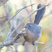 Wrentit - Photo (c) Elliot Janca, some rights reserved (CC BY-NC), uploaded by Elliot Janca