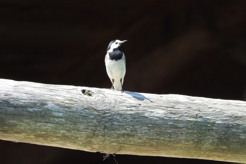 White Wagtail