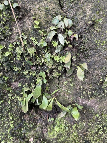 Antrophyum formosanum iNat (3)