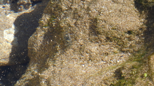 Palaemon debilis observed 2026-05-24