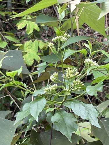Microglossa pyrifolia observed 2026-05-16
