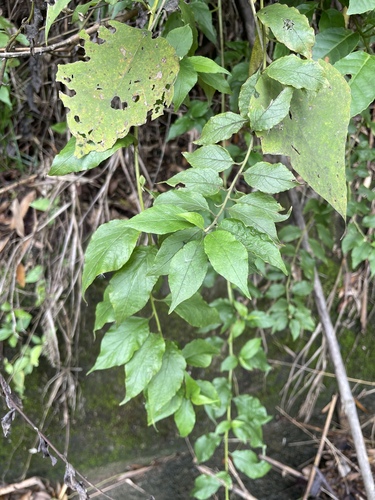 Microglossa pyrifolia observed 2026-05-16