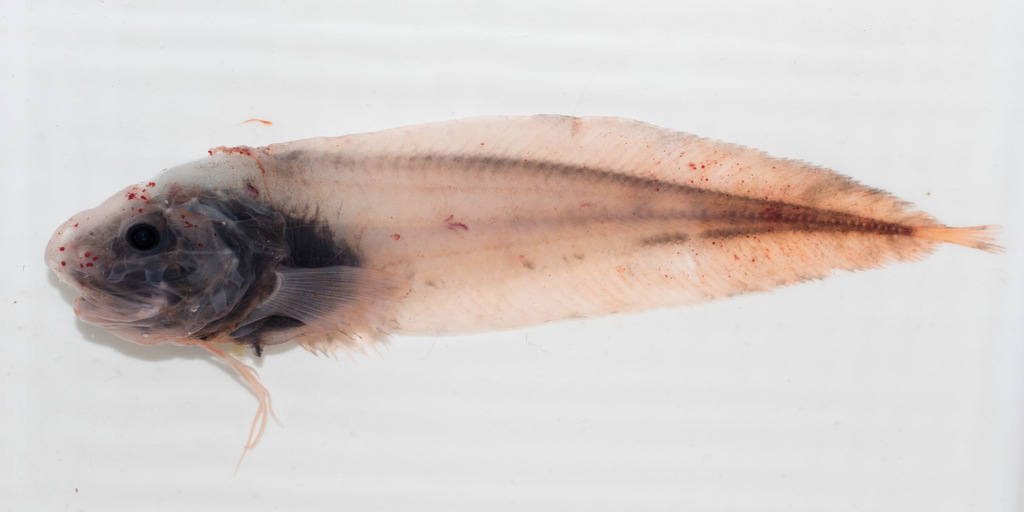 Threadfin Seasnail