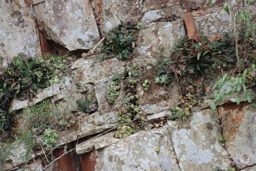 Gasteria batesiana