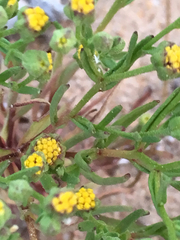 Amblyopappus pusillus