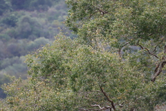 Heteropyxis natalensis, photograph (c) Tony Rebelo, some rights reserved (CC BY-SA)