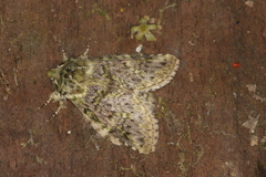 Psilacron arthuri