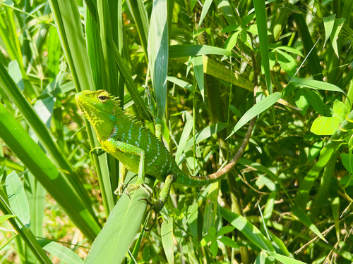 Common Green Forest Lizard