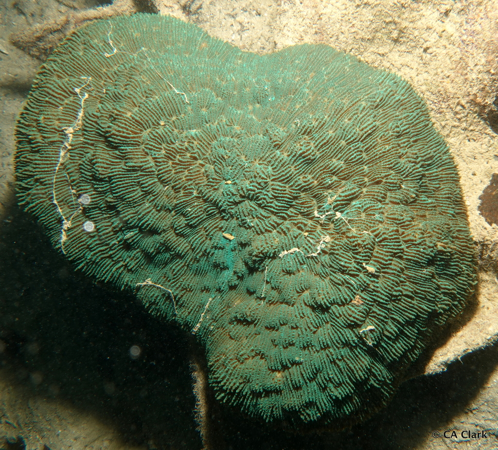 Sandalolitha
