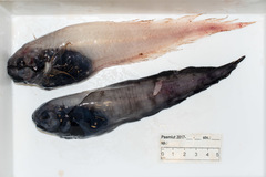 Paraliparis bathybius