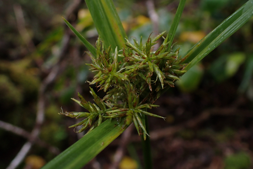 Cyperus hypochlorus observed 2026-05-27