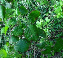 Rubus bartonii