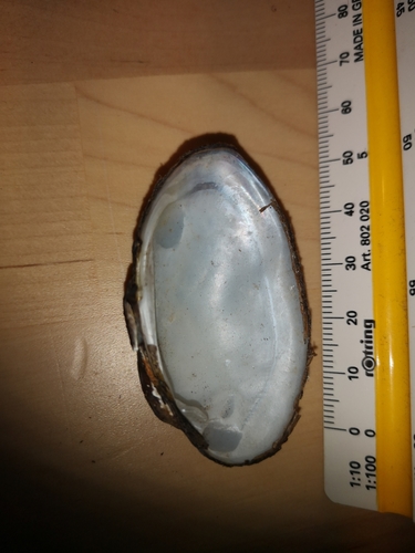 Thick-shelled Mussel