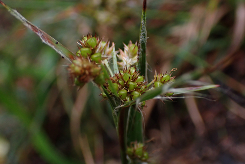 Luzula hawaiiensis observed 2026-05-27