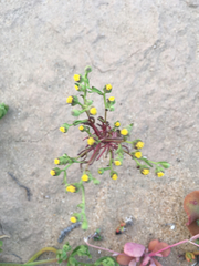Amblyopappus pusillus