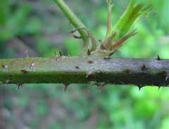 Rubus bartonii
