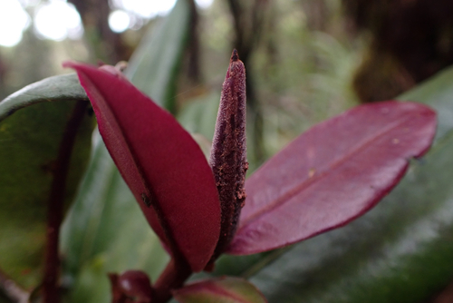 Myrsine wawraea observed 2026-05-27