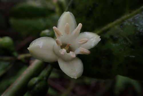 Melicope spathulata observed 2026-05-27