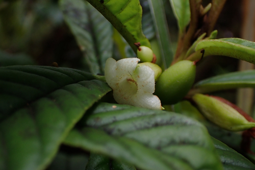 Cyrtandra longifolia observed 2026-05-27