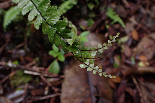 Asplenium normale observed 2026-05-27