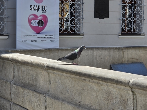 Feral Pigeon