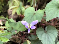 Viola shinchikuensis