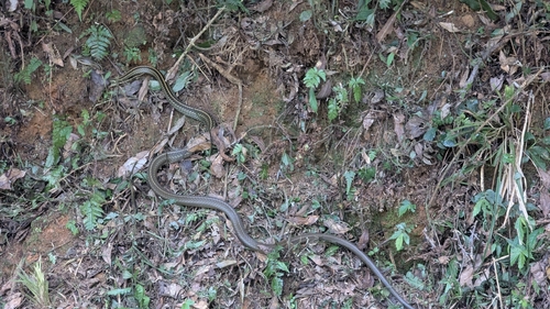 Big-Eyed Ratsnake