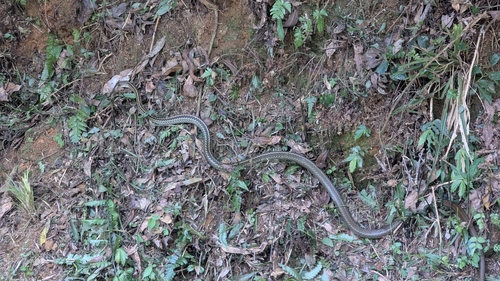 Big-Eyed Ratsnake