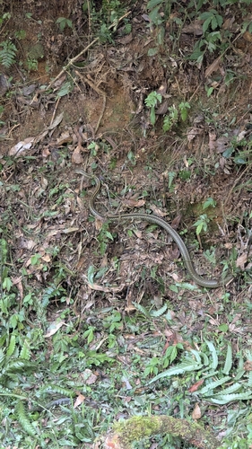 Big-Eyed Ratsnake